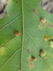 Acraspis quercushirta