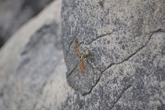 Somatochlora franklini