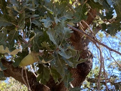 Quercus lobata