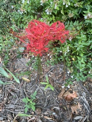 Lycoris