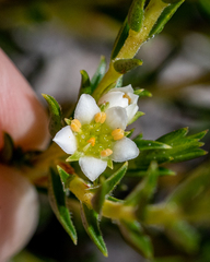 Diosma oppositifolia