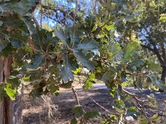 Quercus lobata