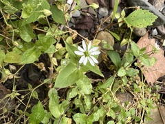 Stellaria aquatica