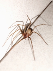 Loxosceles rufescens