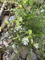 Stellaria aquatica