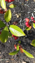 Aronia