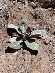 Cistanthe grandiflora