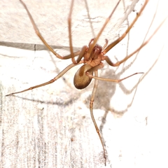 Loxosceles rufescens