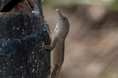 Anolis sagrei
