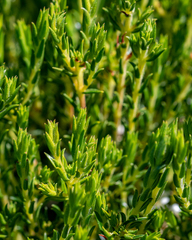 Diosma oppositifolia