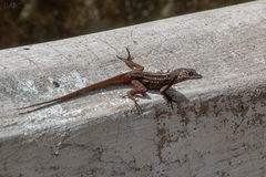 Anolis sagrei
