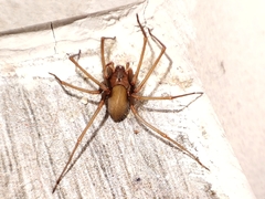 Loxosceles rufescens