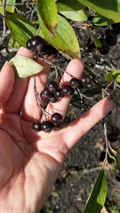 Aronia
