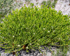 Diosma oppositifolia