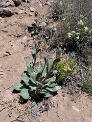Cistanthe grandiflora