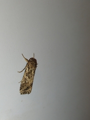 Spodoptera littoralis