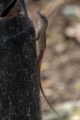 Anolis sagrei