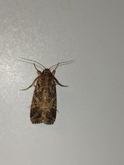 Spodoptera littoralis