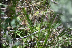 Toxicoscordion venenosum