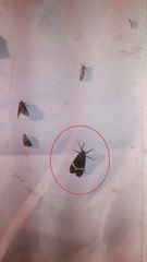 Aclytia