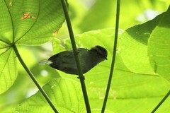 Phylloscopus herberti