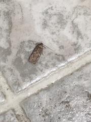 Hofmannophila pseudospretella