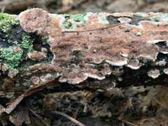 Gloeoporus dichrous
