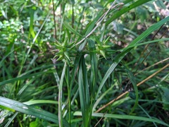 Carex grayi