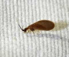 Sisyra apicalis