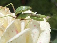 Stagmomantis
