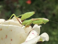 Stagmomantis