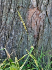 Elymus repens