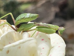 Stagmomantis