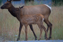 Cervus canadensis canadensis