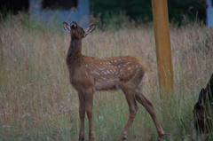 Cervus canadensis canadensis