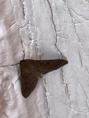 Herpetogramma phaeopteralis