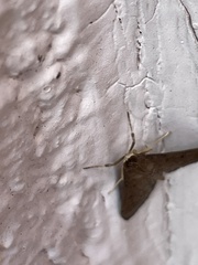 Herpetogramma phaeopteralis