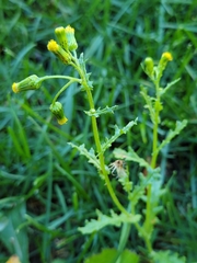 Senecio vulgaris