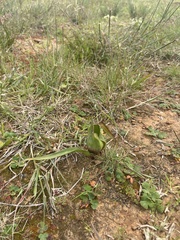 Colchicum eucomoides
