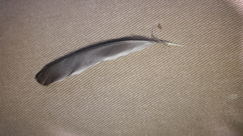 Plume de Orite à longue queue