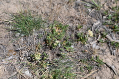 Eriogonum heracleoides