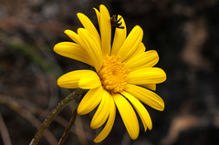 Euryops othonnoides