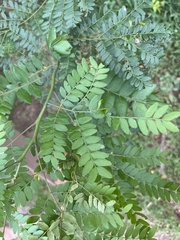 Gleditsia