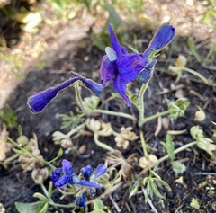 Delphinium bicolor