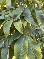 Aesculus flava