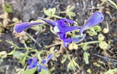 Delphinium bicolor