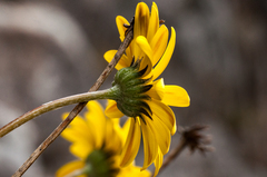 Euryops othonnoides