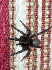 Zelotes