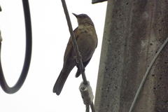 Turdus leucomelas