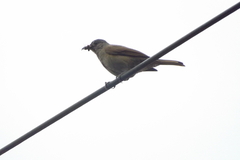 Turdus leucomelas